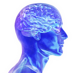 brain